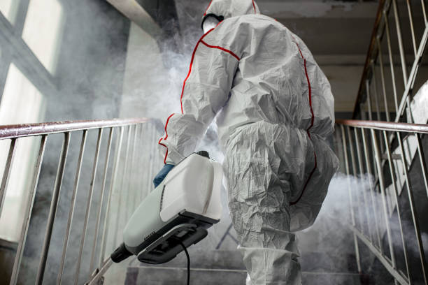 Professional Mold Removal in Celebration, FL